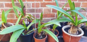 Amaryllis bulbs outdoors for summer