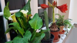 Red Amaryllis flowering in its second season