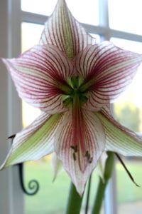 Amaryllis Papillo