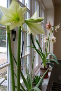 Amaryllis decorating a kitchen windowsill