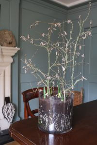 hazel twigs to support indoor bulbs