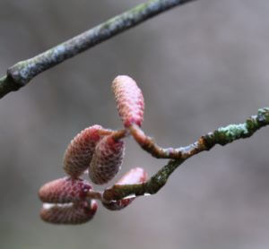 hazel catkins