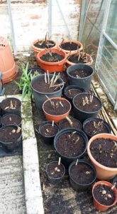 Dahlia tuburs potted up in greenhouse