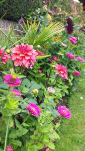 Mixed tropical border with dahlia