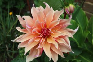 Dahlia labyrinth