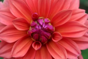 Dahlia American Dawn