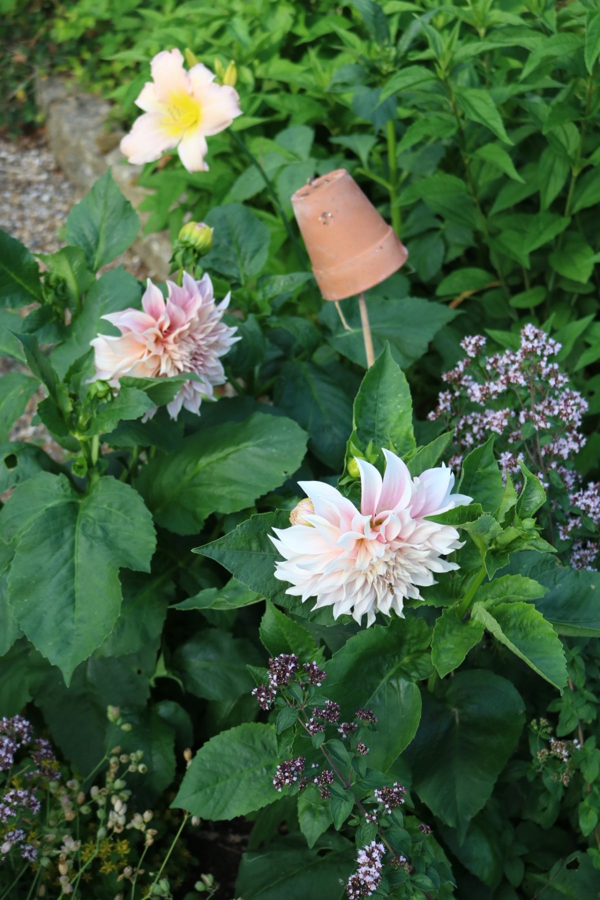 ruining dahlia by cr jane ruining dahlia by cr jane