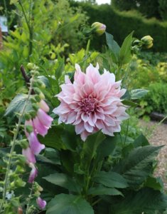 Dahlia Cafe au lait and foxgloves