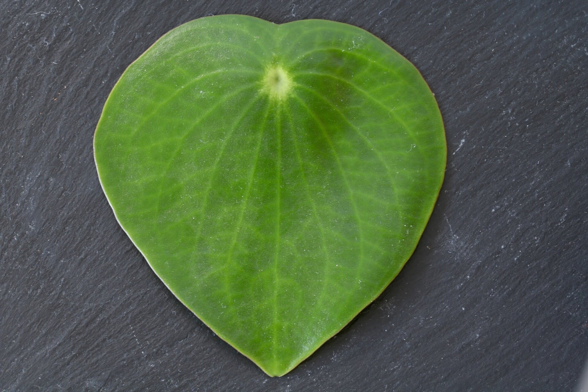 pilea leaf