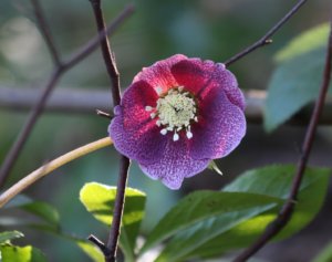 Hellebore