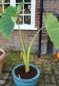 Colocasia Esculenta