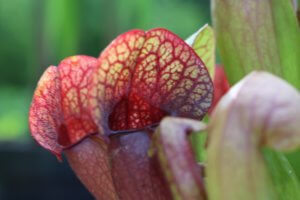 Sarracenia purpurea