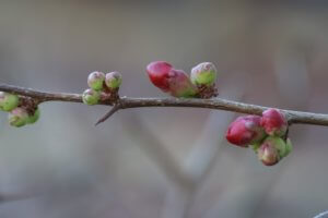 Chaenomeles japonica buds