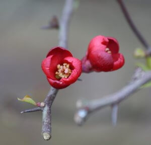 Chaenomeles japonica flowers