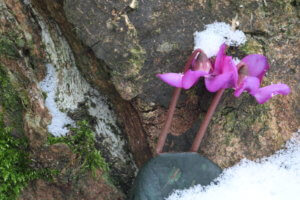cyclamen coum in snow