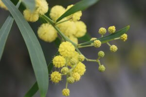 Mimosa