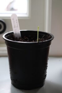 Sweet pea seedling