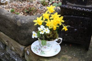 tea cup arrangement with primrose and mini narcissus
