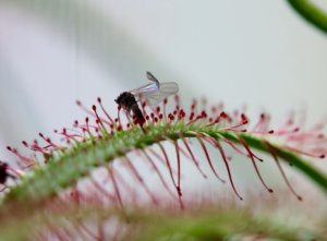 Fungs gnat drosera