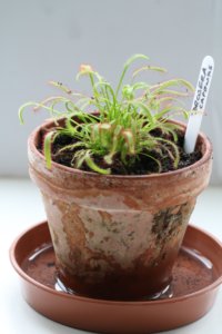 Drosera capensis