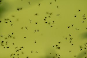 fungus gnats on sticky yellow plastic 
