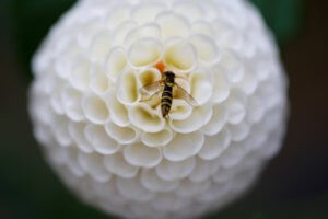 Dahlia small world Dahlia small world