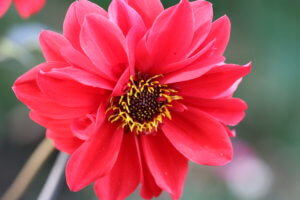 Dahlias for pollinators