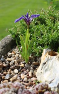 alpine iris