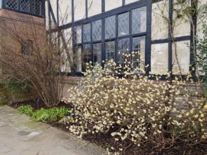 Paperbush (Edgeworthia chrysantha)
