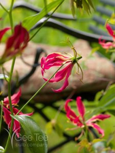 Gloriosa superba 'Rothschildiana