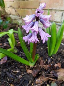Hyacinth