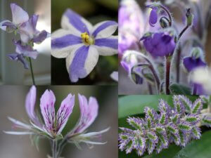 white purple and green flowers