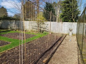 String and cane supports for sweet peas