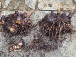 canna rhizomes after splitting