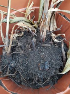 Large clump of canna rhizomes ready for splitting