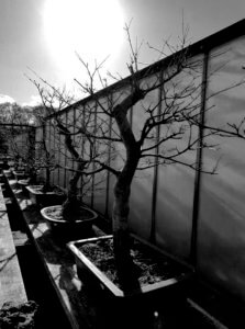 Winter bonsai