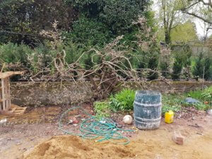 Wisteria in building site