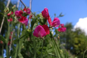 Sweet pea on a string cordon