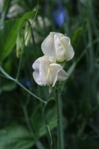 Sweet pea stem with tendrils