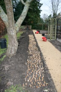 Planting a ribbon of daffodils alongside a path