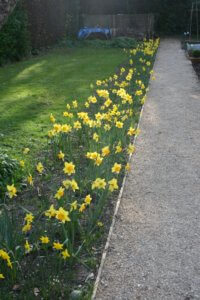 Daffodils at side of path