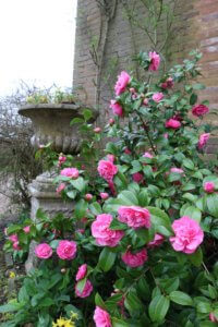 Pink camellia in bloom