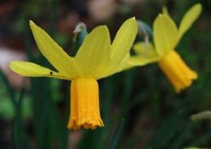 Daffodil withtangerine trumpet and blown back petals