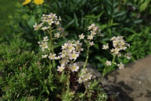 saxifrage in flower