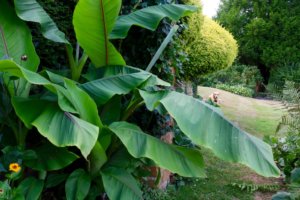 Hardy banana Musa basjoo in high summer
