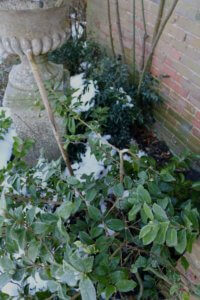 Snow damaged Camellia