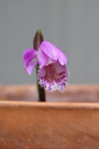 Pleione flower
