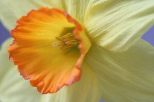 Narcissus 'Sacajawea'