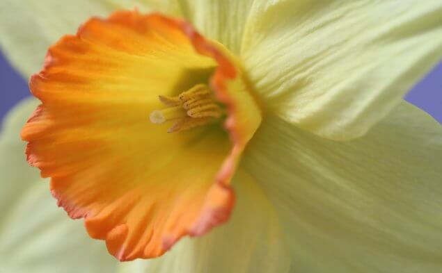 Narcissus 'Sacajawea'