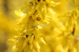 Forsythia blossom